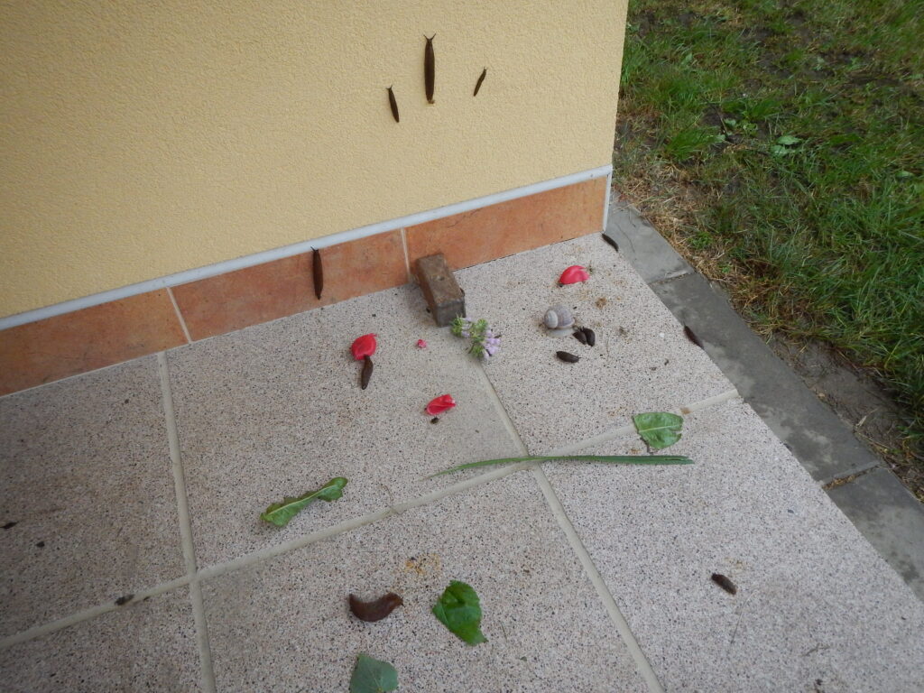 DSCN6885